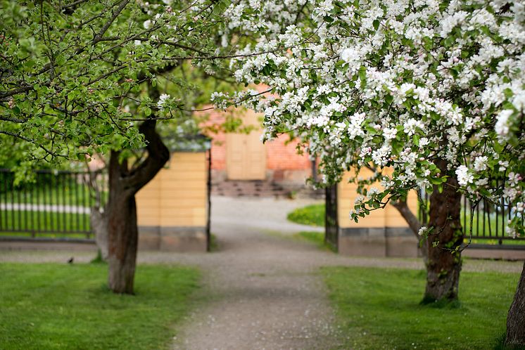 Svindersviks trädgård, foto Peter Segemark, Nordiska museet