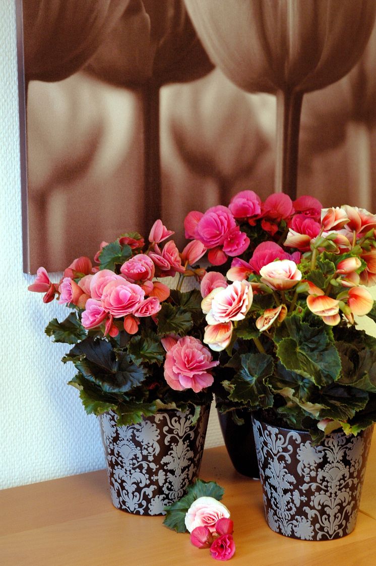 Begonia Big Flower