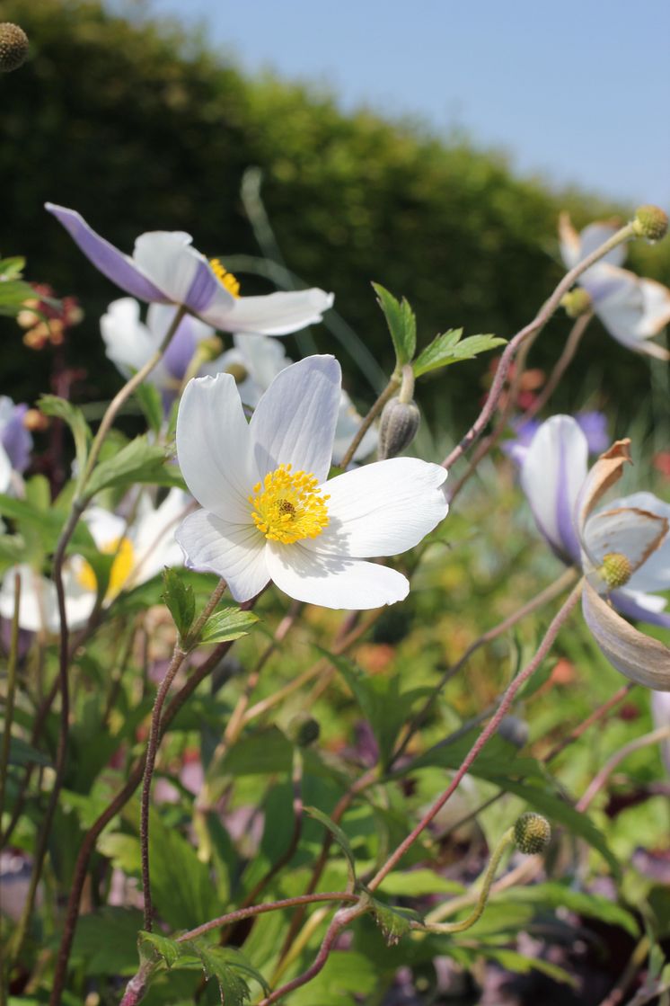 Anemone 'Wild Swan' Trädgårdsanemon - nyhet 2014 Blomsterlandet