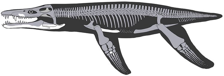 Lorrainosaurus_Skeletal reconstruction_Joschua Knüppe