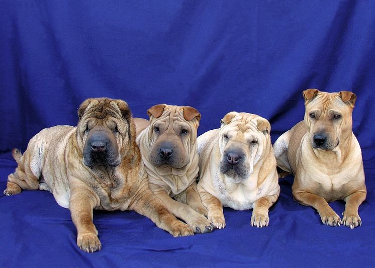 Shar-Pei