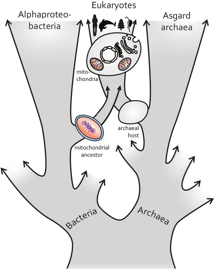 New hypothesis for the evolutionary origin of mitochondria