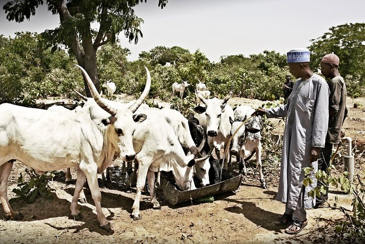 Cows at borehole i Nigeria