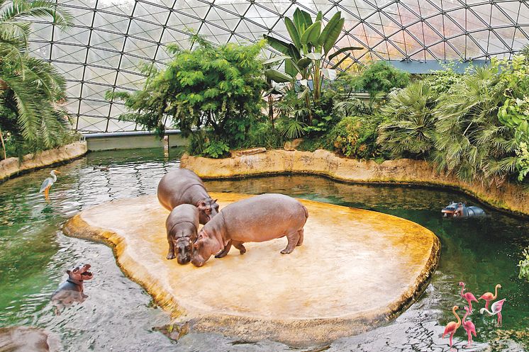 Tierischer Wasserspaß im Flusspferdhaus des Berliner Zoos