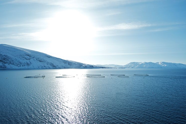 Beste Bedinungen für besten Lachs: das kalte, klare Meer Norwegens.