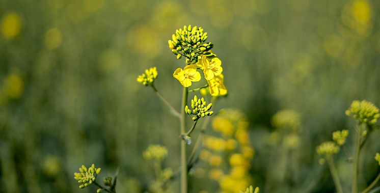 closeup-rapeseed-spring