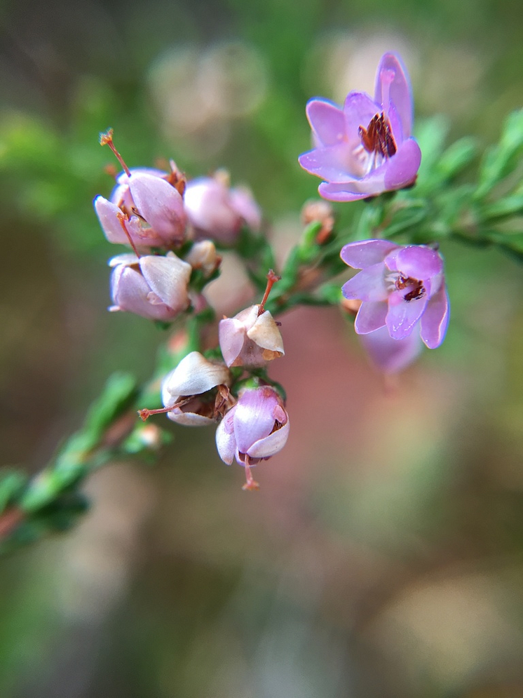 Ljungblommor