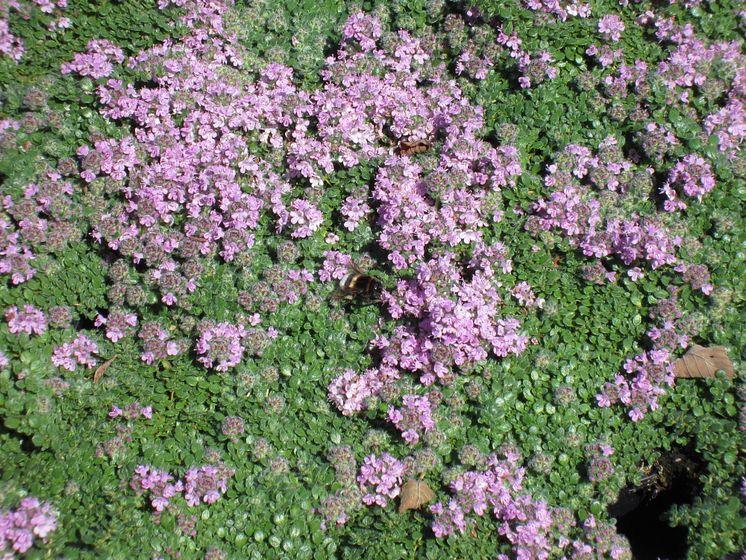 Backtimjan Thymus serpyllum 'Pink Chintz'. Vårnyhet 2014 Blomsterlandet