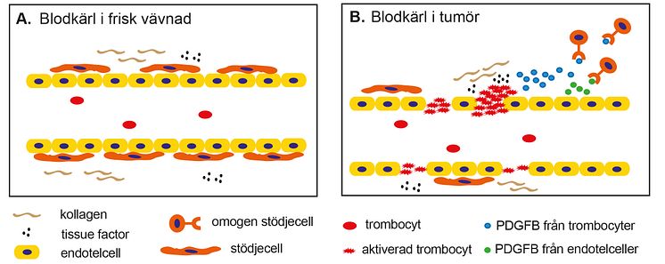 Blodplättar och tumörer
