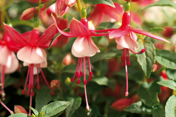 Fuchsia Ernia