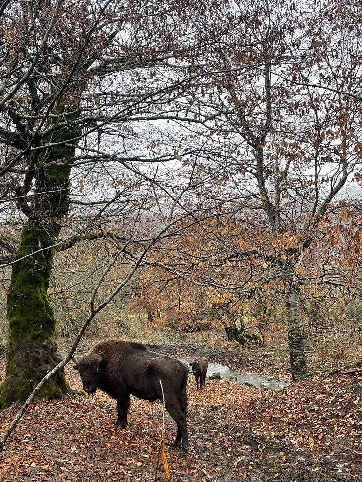 Knock i nationalparken Shahdag National Park.jpg