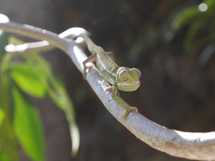 Kameleont - Madagaskar