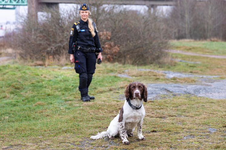 Årets Narkotikasökhund 2024 Skip i förgrund Foto Karin Wildheim.jpg