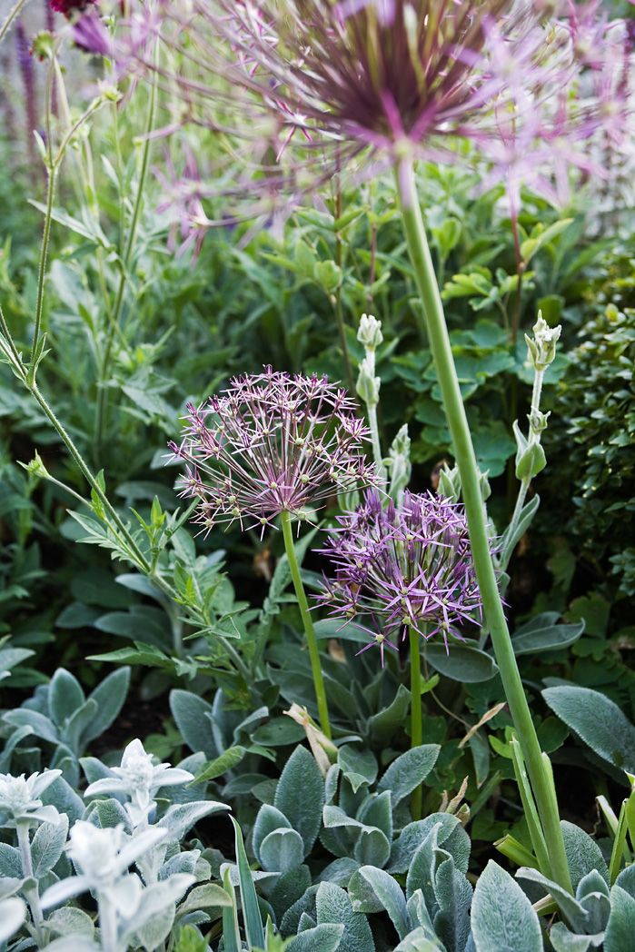 Stäpplök, Allium cristophii