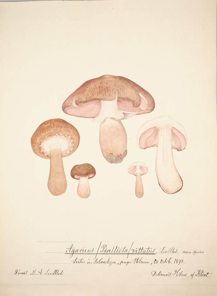 Hilma_af_Klint_7.jpg