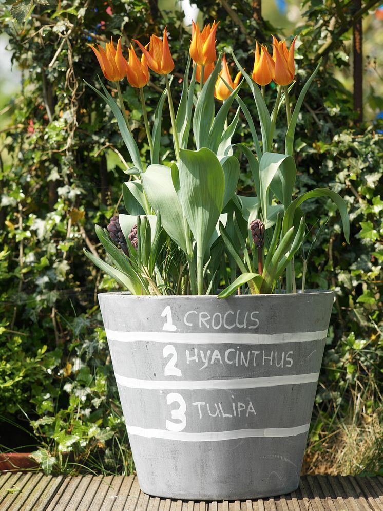 Lasange-plantering tredje blomningen