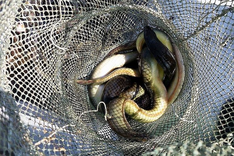  Totalt fiskestopp i höst för havsvandrande ål 