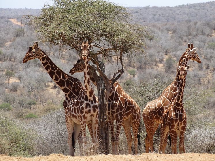 Giraffes 