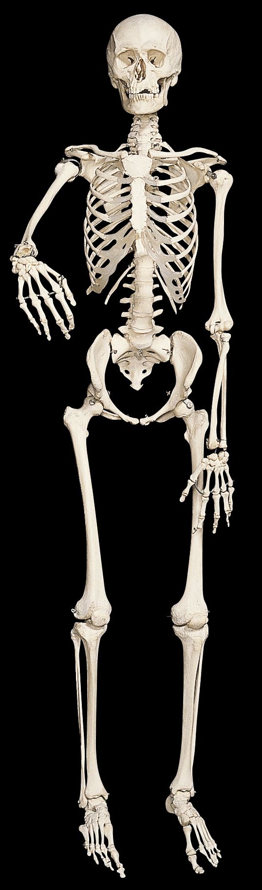 Skelettet