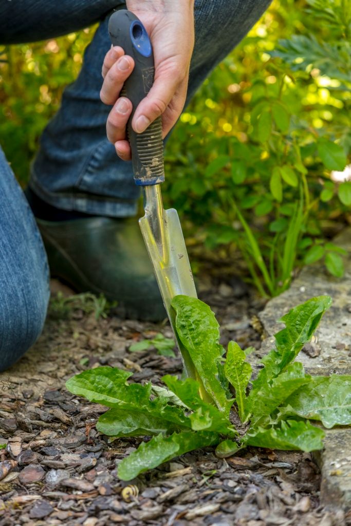 06_Dandelion_manual weeding_Neudorff.jpg