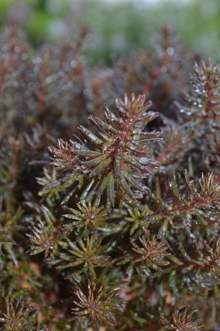  Sedum 'Chocolate Ball'