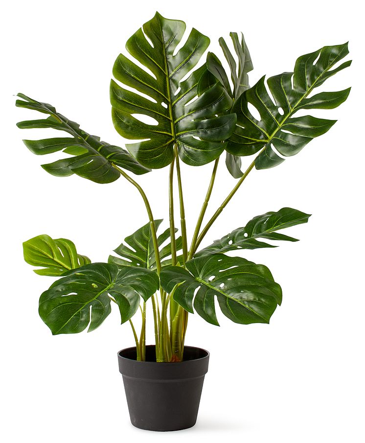 Monstera