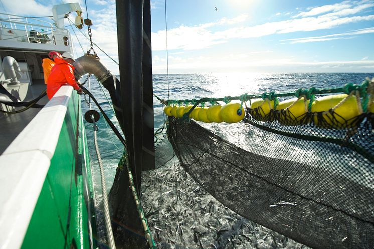 Mackerel fishing