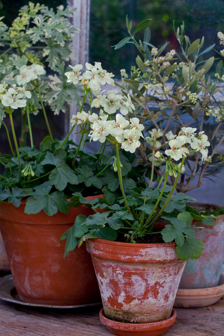 Årets Pelargon 2012 Pelargonium 'First Yellow' 2