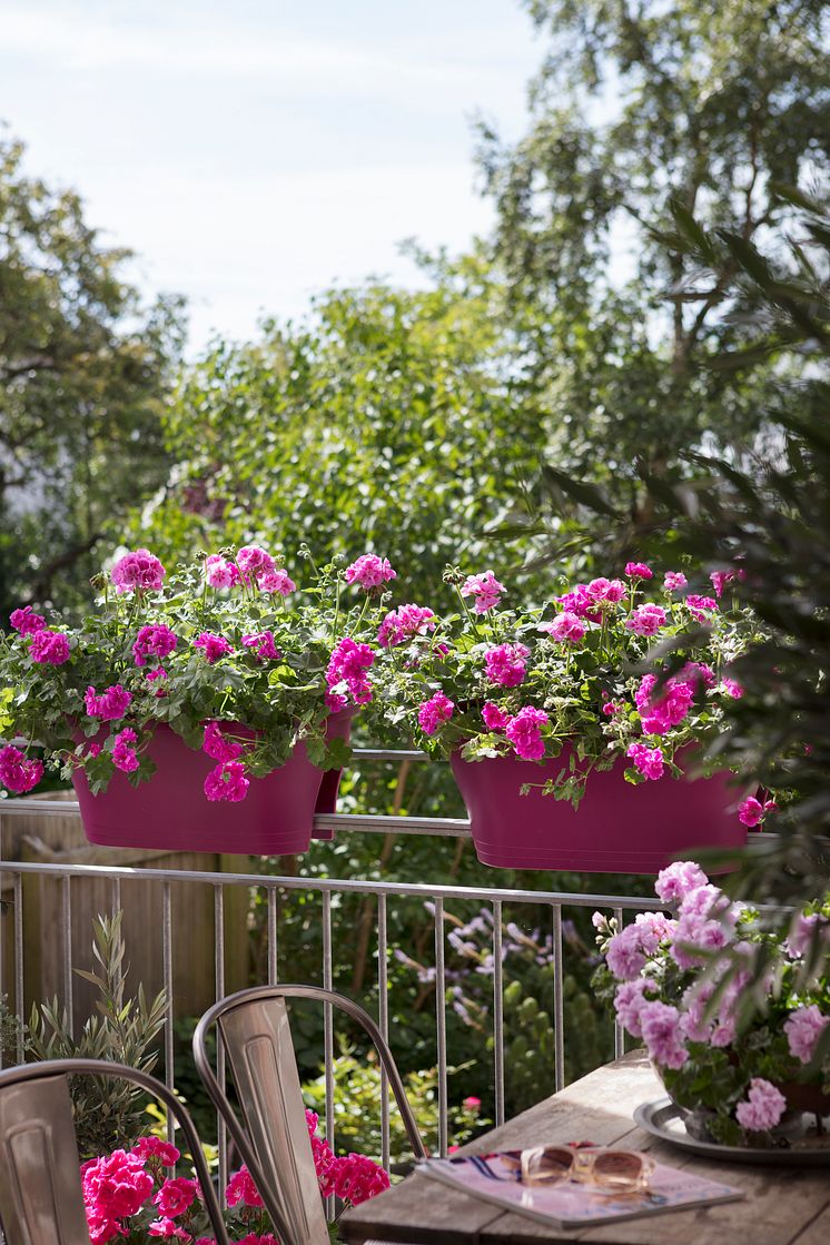 Pelargoner på balkongen