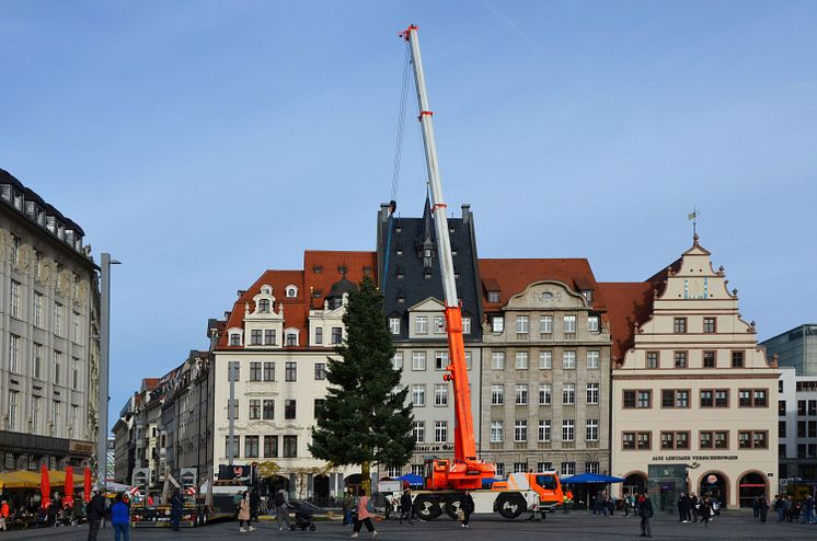 Aufstellen des Weihnachtsbaums auf dem Markt