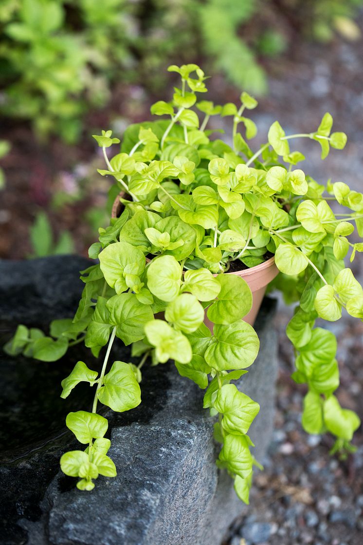 Penningblad, Lysimachia nummularia 'Goldilocks'