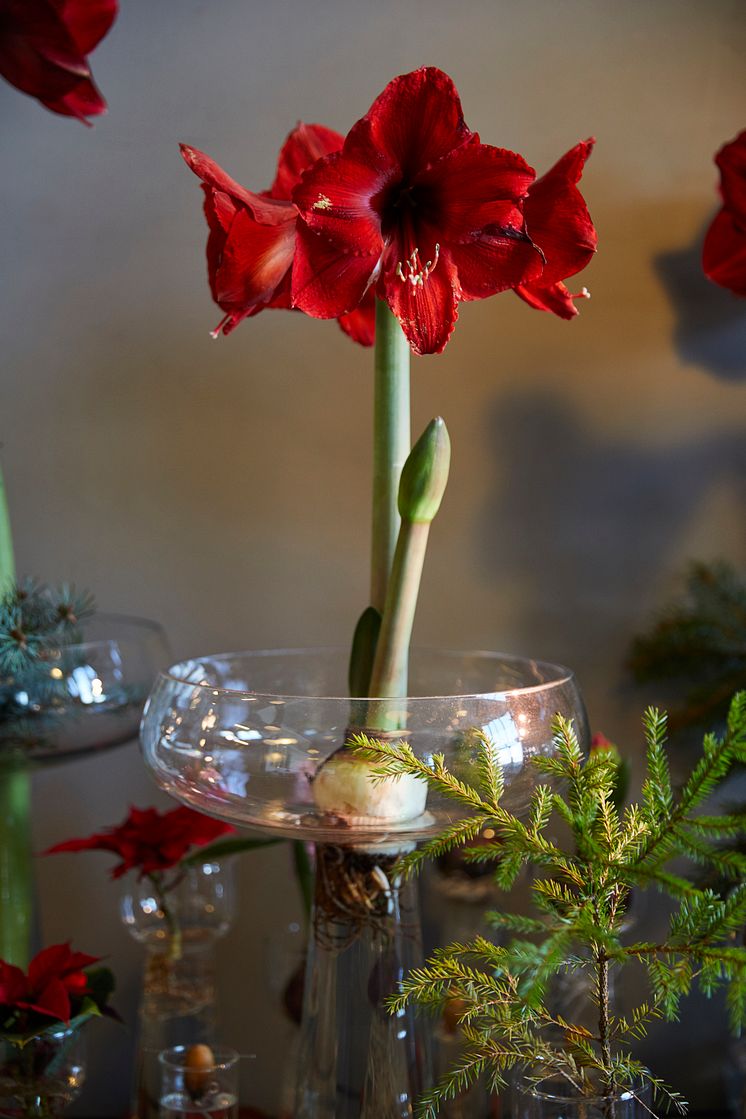 Julstämning hos Anna Gouteva med svenska hyacinter och andra julblommor