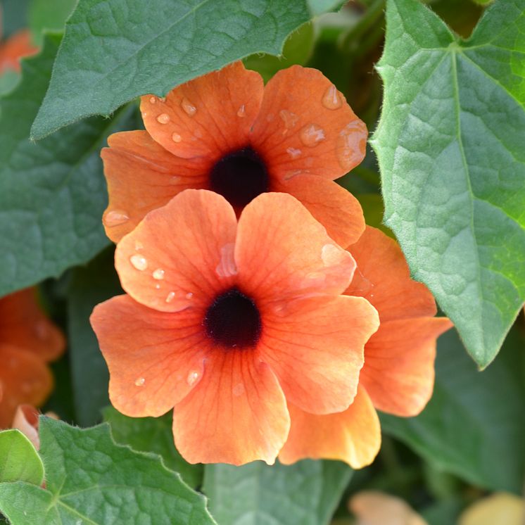 30 Thunbergia alata CloseUp mîrk aprikos