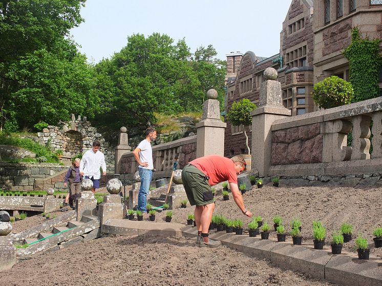 Plantering pågår i slottsträdgården