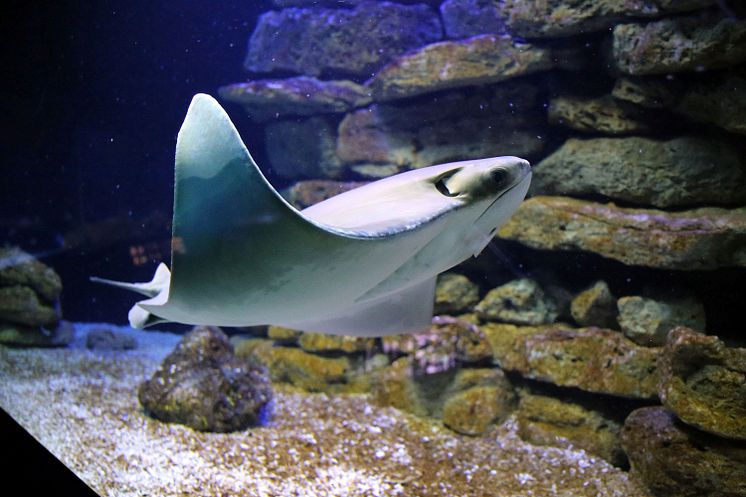 Aquarium im Zoo Leipzig - Kuhnasen-Rochen