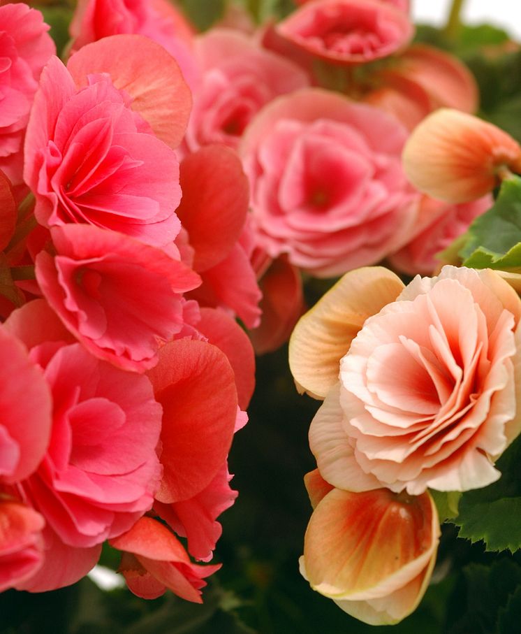 Begonia Big Flower