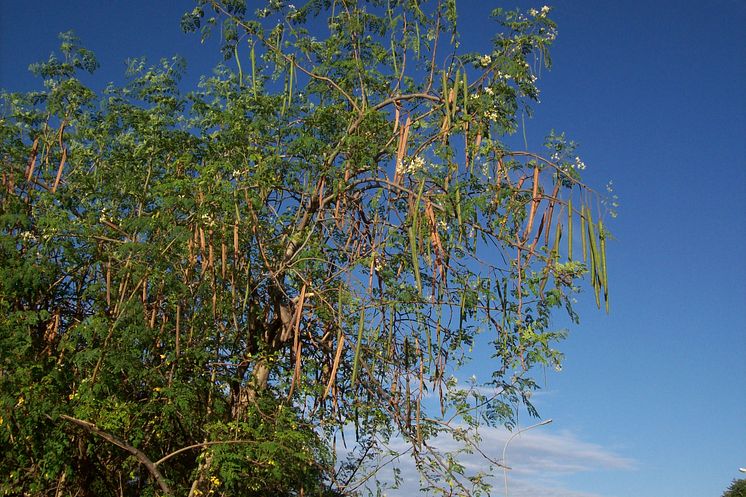 Moringa oleifera 