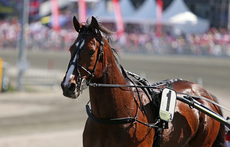 Disco Volante är klar för Elitloppet på Solvalla.