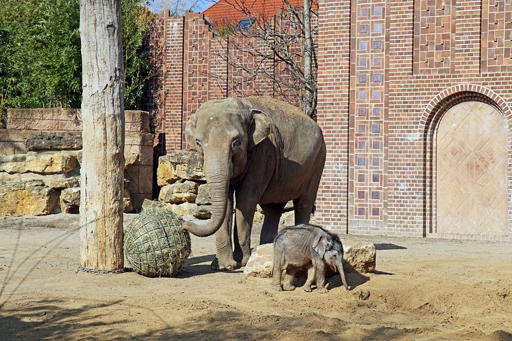 Elefantenbaby in der Außenanlage im Zoo Leipzig