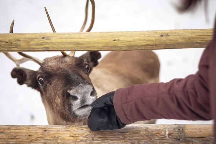 Renbiten_ReindeerWinter_fotoAnnaHolm_VisitDalarna