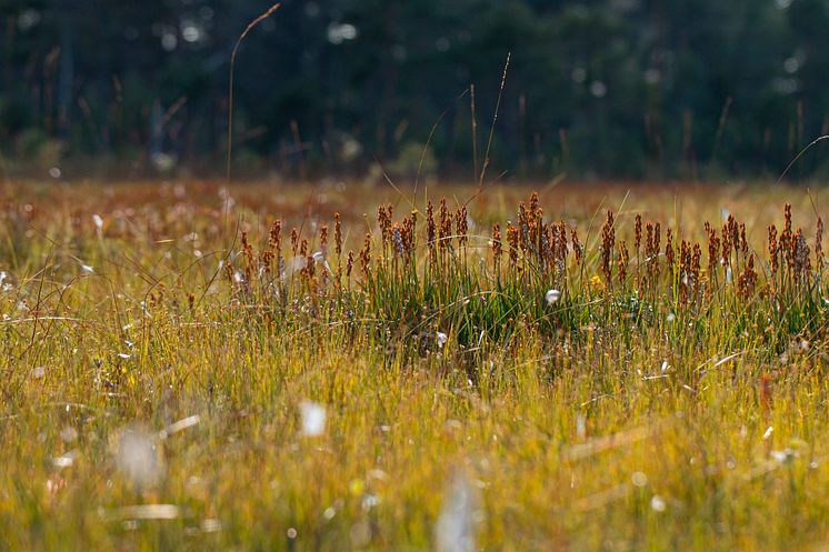 Bilden föreställer myrliljor på en myrmark.