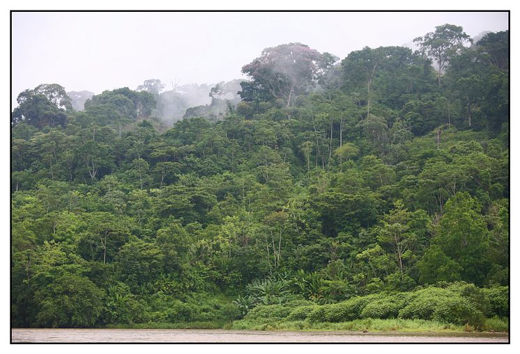 Regnskov i Panama