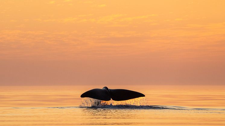Sperm whale in sunset Andøya-Ismaele Tortella - Visit Norway (2).jpg