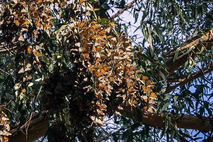 Large Monarch Butterfly Cluster
