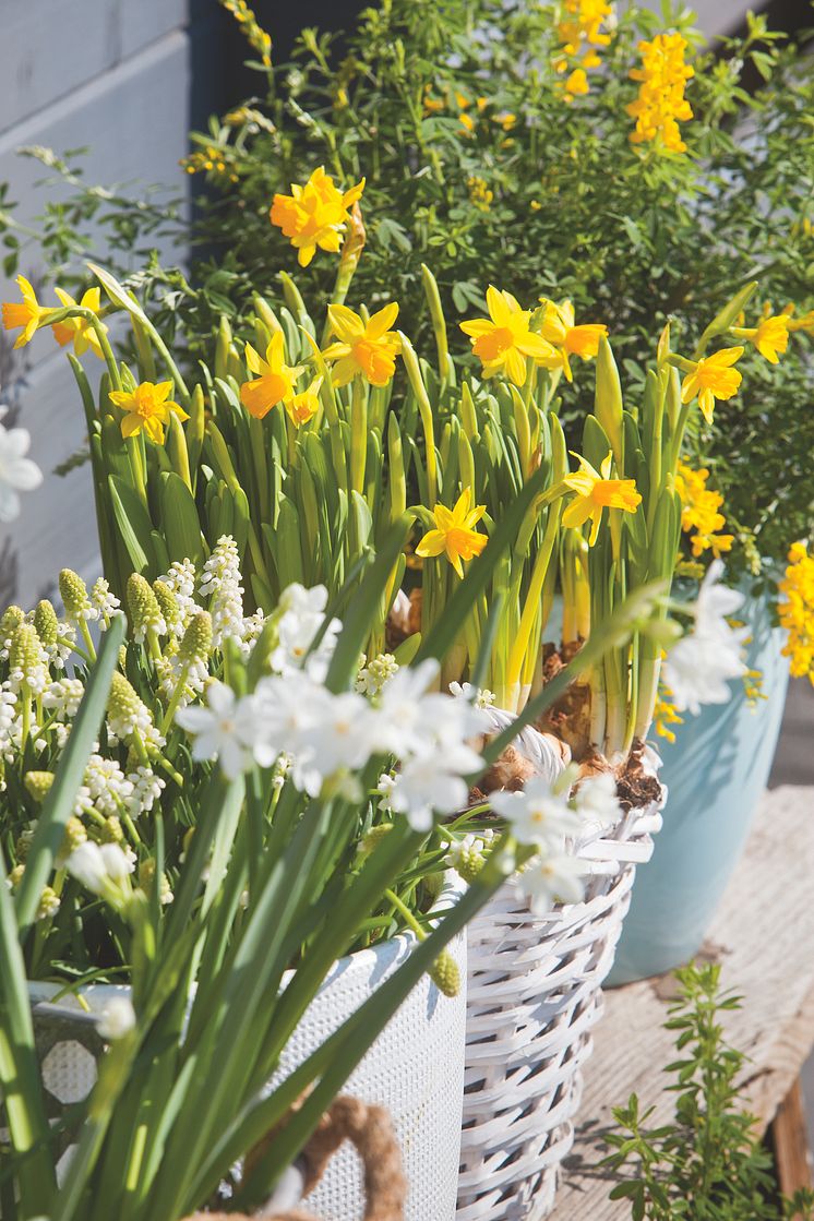 Blomsterlökar till uteplatsen