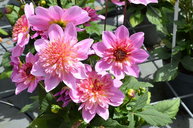Årets Victoriadahlia 2025 - ’Starburst Pink’
- en Anemonblommig Sommardahlia som det påtagligt sprakar om.