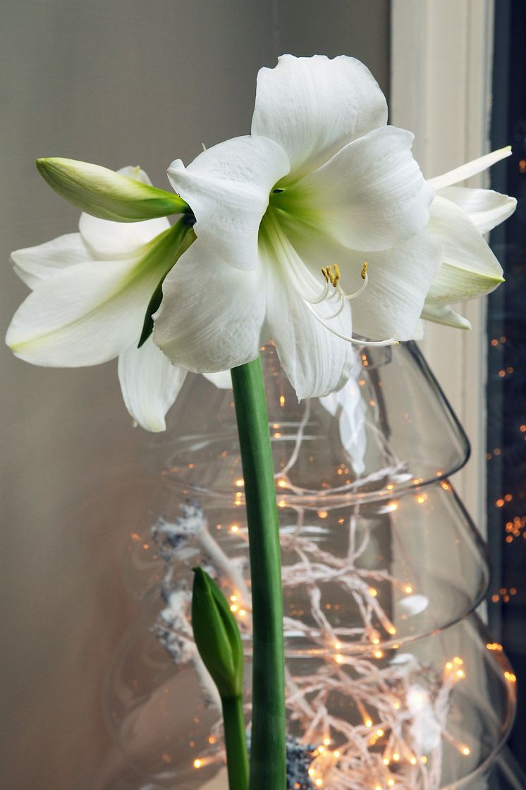 Vit amaryllis