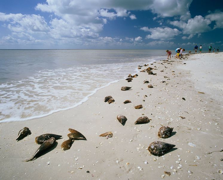 Sanibel Island, Florida. Foto: iStock