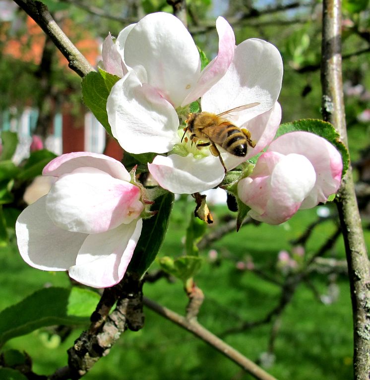 bin pollinerar äppelblomma