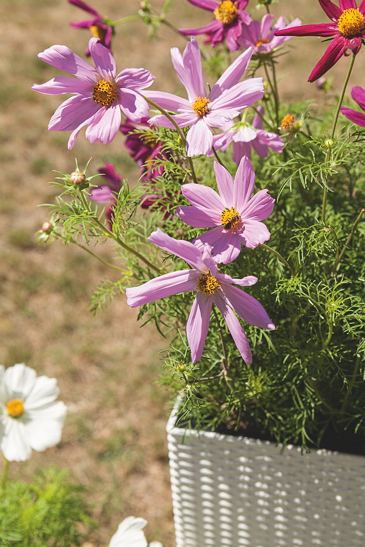 In voller Blüte: Bienen lieben Blumen!